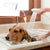 Dog Bath Sprayers White Spray Head Pet Bath Sprayers Dog Bath Shower Shower Tool For Puppy Dog Supplies Pet Products