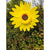 MeterMall Sunflower Windmill Wind Turbine for Lawn Garden Party Decoration Kids Toys Yard Garden Decor