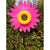 MeterMall Sunflower Windmill Wind Turbine for Lawn Garden Party Decoration Kids Toys Yard Garden Decor