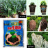 Plant Rapid Growth Root Powder Medicinal Hormone Regulators Growing Seedling Recovery Germination Vigor Aid Fertilizer Garden