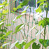 New 4 Sizes Garden Green Nylon Trellises Net Plant Climbing Support Grow Fence Garden Netting Decoration Plant Support Care Tool