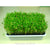 Nursery Trays Lids Durable Nursery Pots Plant Seeds Grow Box Tray Insert Propagation Seeding Case Flower Pot Seedling tray